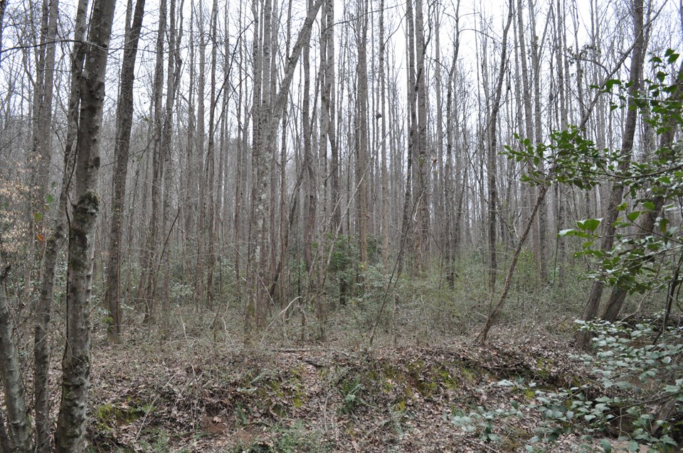 view across the creek there are more hardwoods after crossing the creek than pines.  a portion of this is in flood plain.