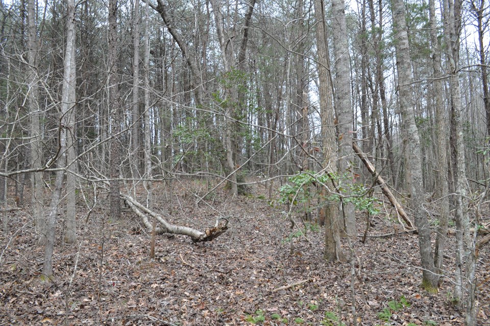 wooded property the entire property is wooded. the front portion is pines and hardwoods mix in approaching the creek. topography on the front portion of the property before the creek is the best location to build.