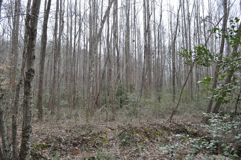 view across the creek there are more hardwoods after crossing the creek than pines. a portion of this is in flood plain.