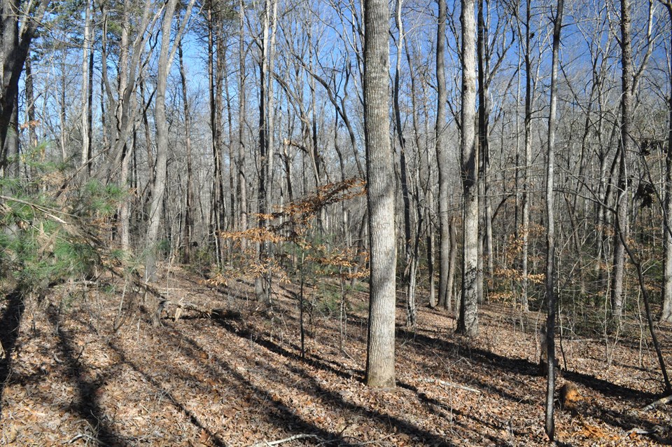 mostly hardwoods there is a mix of hardwoods and some pines as well as native mountain laurel.