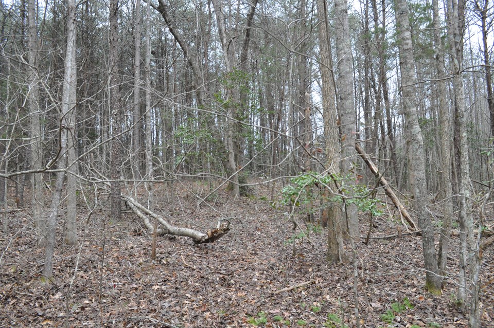 wooded property the entire property is wooded.  the front portion is pines and hardwoods mix in approaching the creek.  topography on the front portion of the property before the creek is the best location to build.